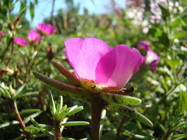 istock Portulaca grandiflora pink 618859792