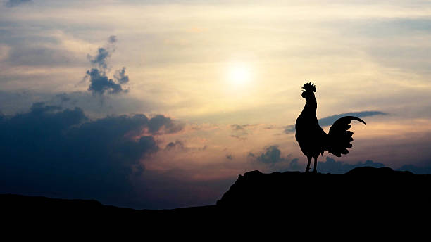 istock Silhouettes rooster crows in the morning 618859812