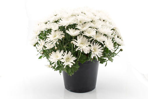 White Chrysanthemum Potted on White Background.