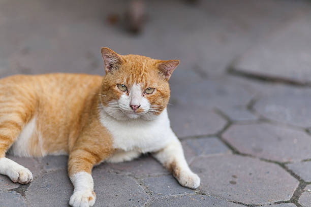 istock Beautiful cat on the street 618861540
