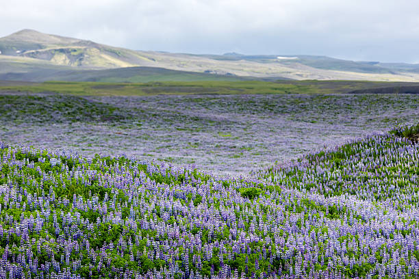 istock View at Icelandic plains during summertime 618861754