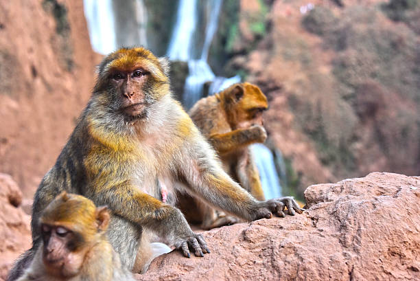 macaco barbaresco all'ouzoud cade a morocc - bertuccia di gibilterra foto e immagini stock