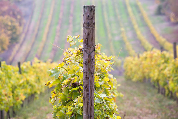istock Beautiful landscape with vineyard on hillside in autumn 618862754