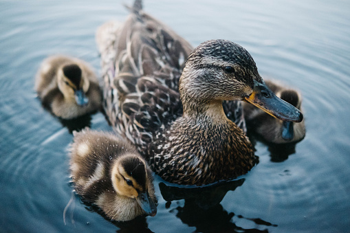 Baby ducks with their mother