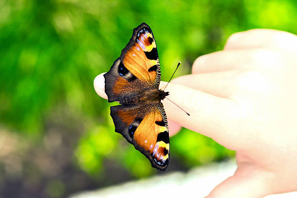 istock Peacock butterfly on the child fingers 618863870