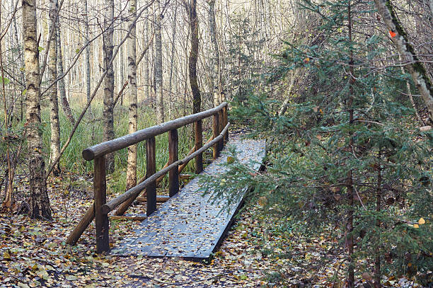wooden bridge in the forest in the autumn