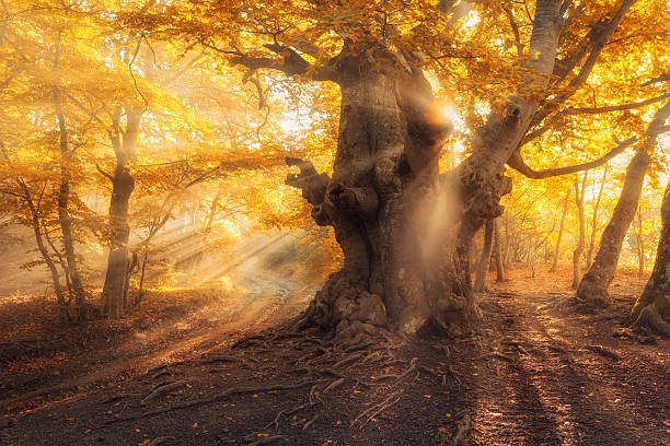 istock Magical old tree with sun rays at sunrise  Foggy forest 618865486