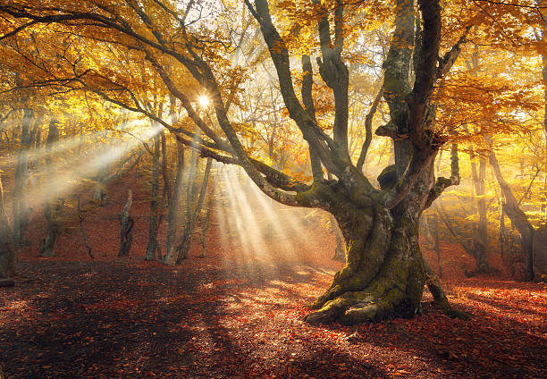 istock Magical old tree. Autumn forest in fog with sun rays 618865696