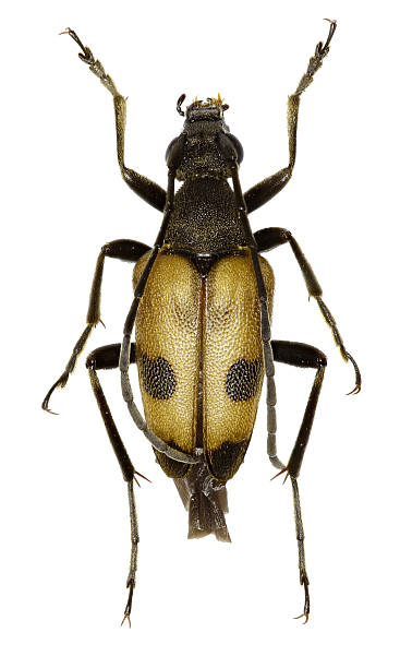 istock Speckled Longhorn Beetle on white Background 618865736