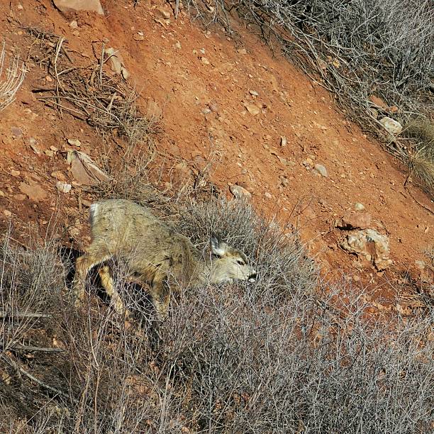 Iberian wolf (Canis lupus signatus) in northern Spain.