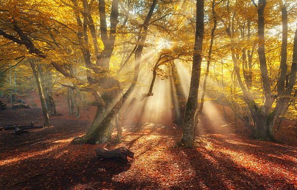 istock Autumn forest in fog with sun rays. Magical old trees 618865844