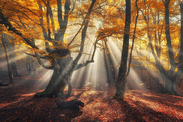 foresta autunnale nella nebbia con raggi del sole. alberi secolari magici - sunrise leaf brightly lit vibrant color foto e immagini stock