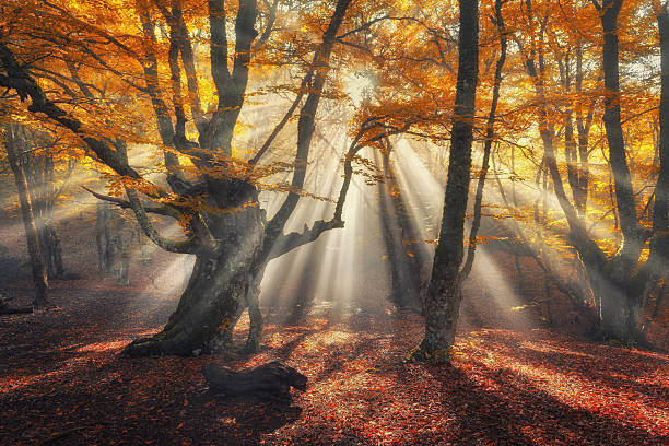 istock Autumn forest in fog with sun rays. Magical old trees 618866092