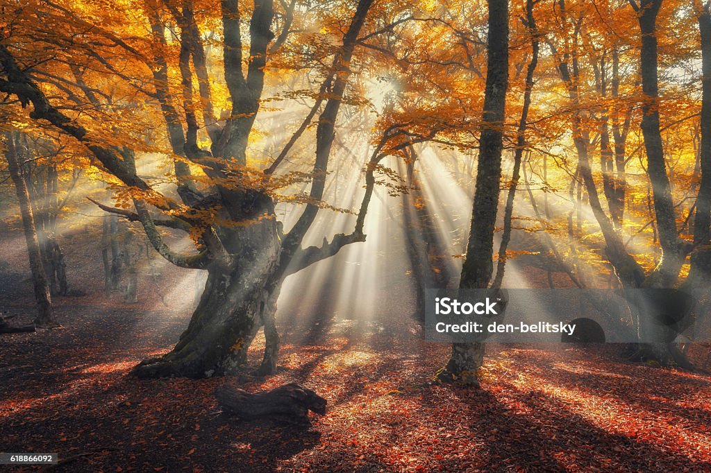 Autumn forest in fog with sun rays. Magical old trees Autumn forest in fog with sun rays. Magical old trees at sunrise. Colorful landscape with foggy forest, yellow sunlight, orange foliage at sunrise. Fairy forest in autumn. Fall woods. Enchanted trees Forest Stock Photo