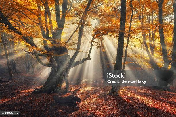 Autumn Forest In Fog With Sun Rays Magical Old Trees Stock Photo - Download Image Now