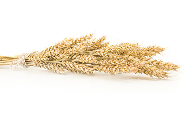 istock spikelets of wheat stacked in sheaf on a white background 618866096
