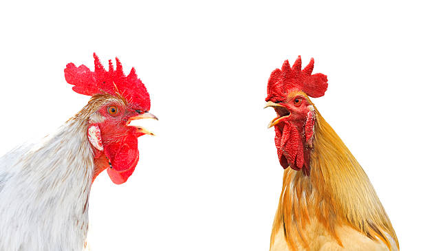 istock two  rooster sings duet beaks, on a white background 618867268