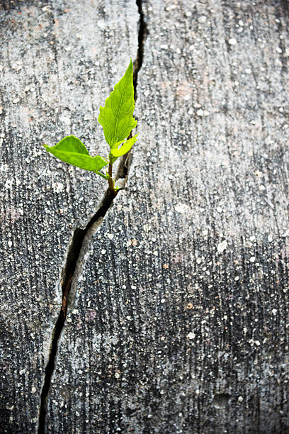 istock Young plant growing out of concrete 618867346