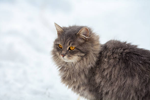 istock Siberian cat walking in snow 618867558