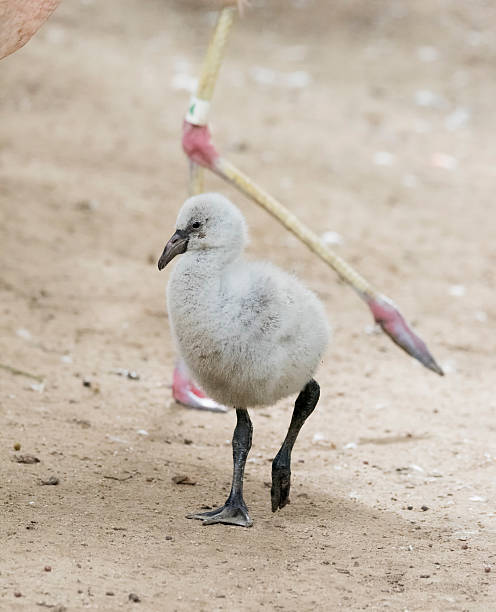 istock Chilean Flamingo Chick 618867620
