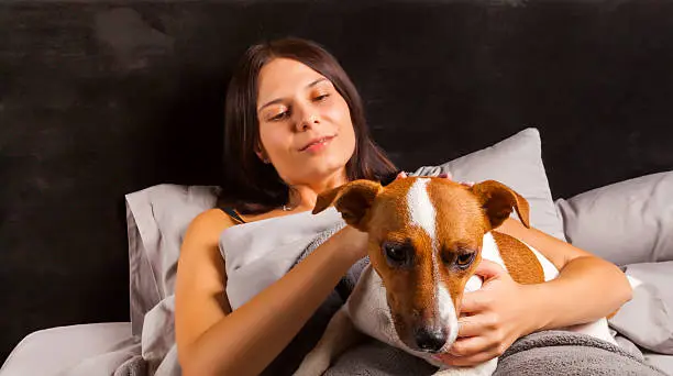 Young beautiful brunette woman plays in bed with her dog. Jack Russell Terrier climbed into bed with her owner in the morning.