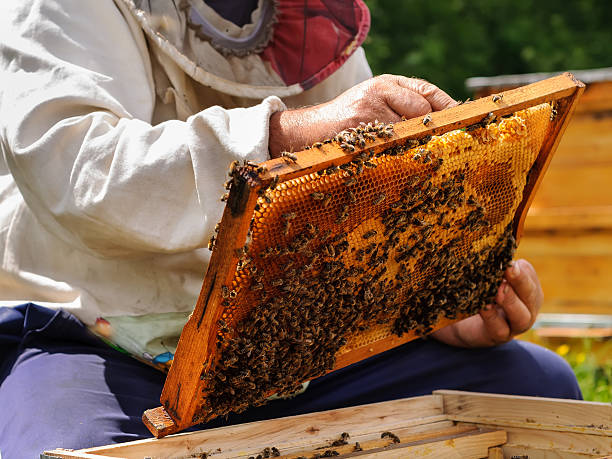 istock Beekeeper holding frame of honeycomb with bees 618867940