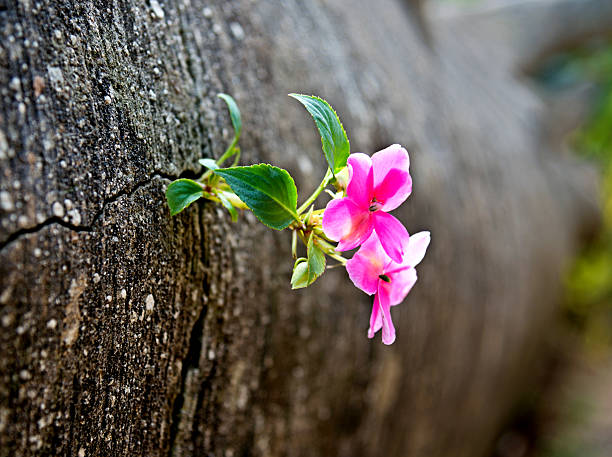 Wild flower growing out of concrete cracked.