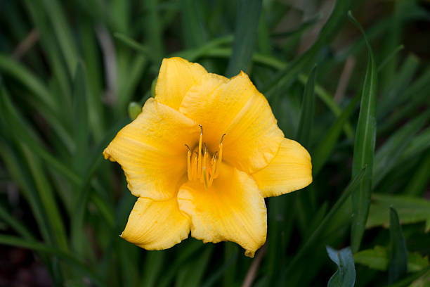 istock Close up of yellow flower. 618868520