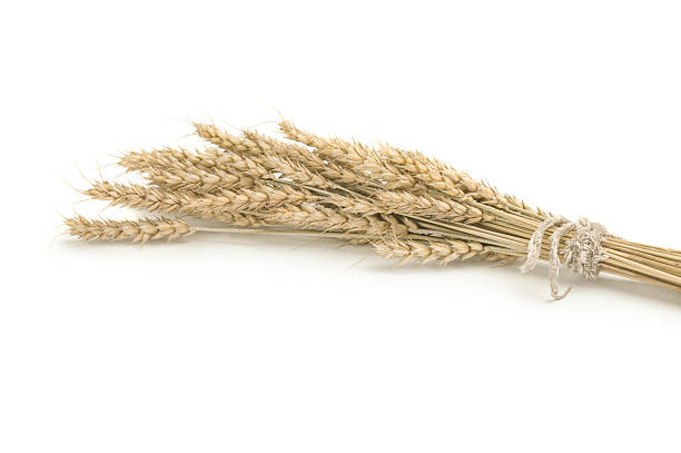 istock Bunch of ripe ears on white 618868790