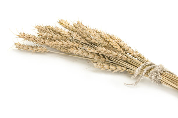 istock Bunch of ripe wheat ears on white 618868936