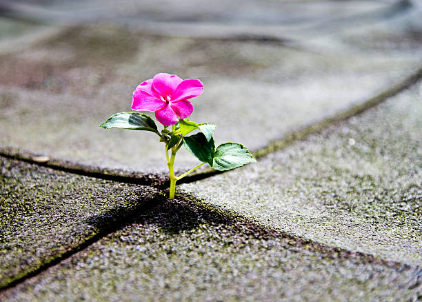 istock Wild flower growing out of tiled pavement 618869122