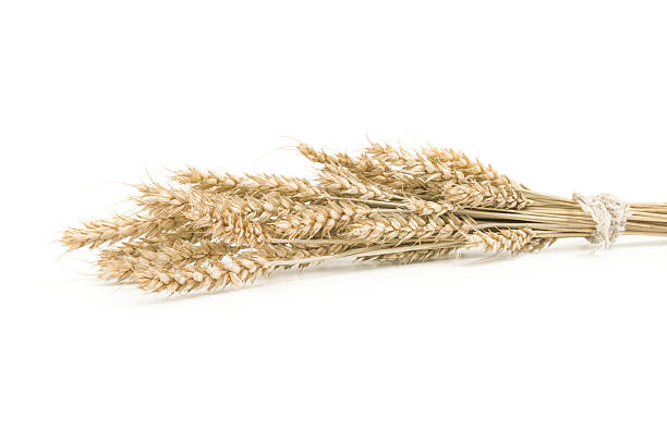 istock Wheat isolated on white close up 618869164
