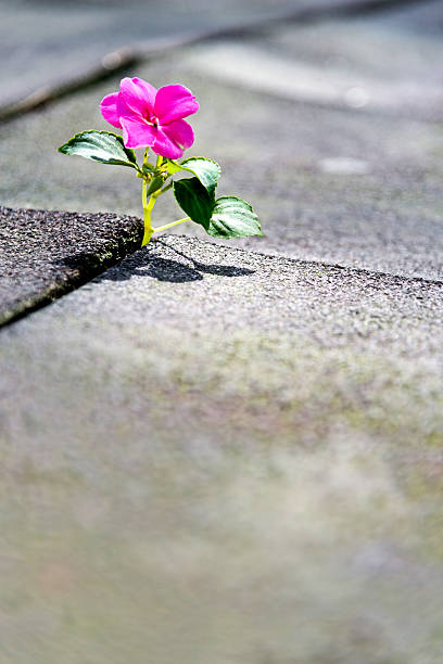 istock Wild flower growing out of tiled pavement 618869250