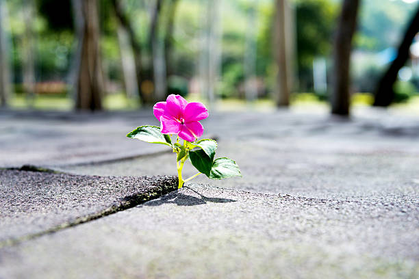 istock Wild flower growing out of tiled pavement 618869342