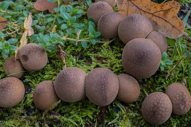istock Puff balls on rotten wood 618870200
