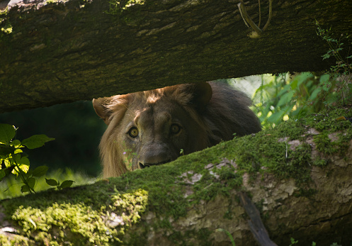 Huge male lion prowling through the African Savannah