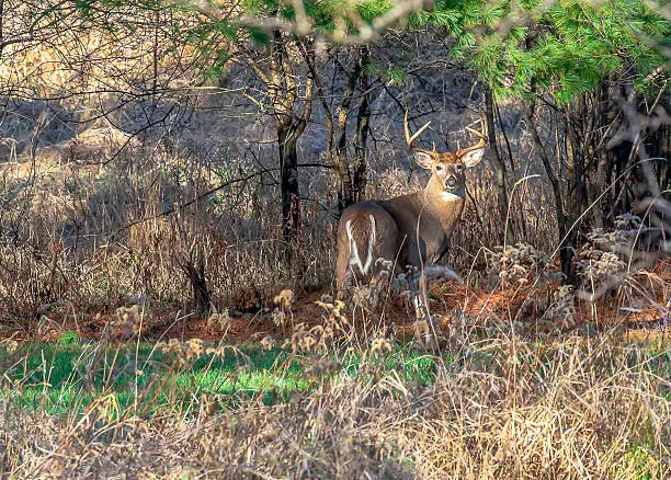 A buck deer standing at attention during the rut and the Wisconsin rifle hunting season.