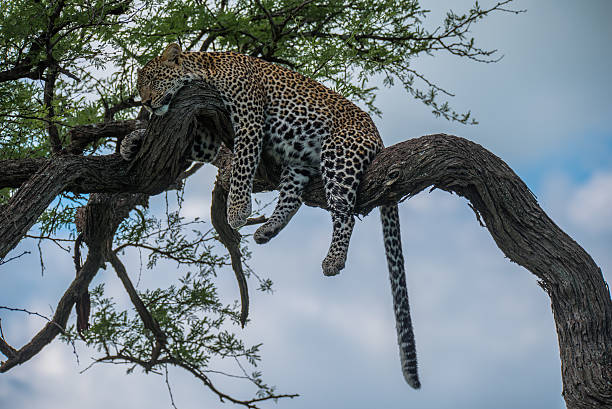 istock Leopard resting, Serengeti, Tanzania 618872654