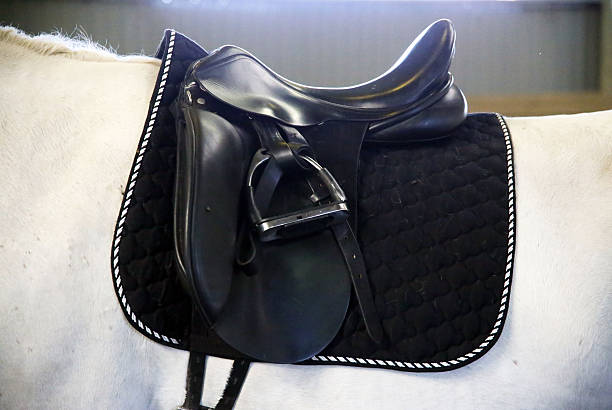 Portrait of a dressage horse. Canon Eos 1D MarkIII.