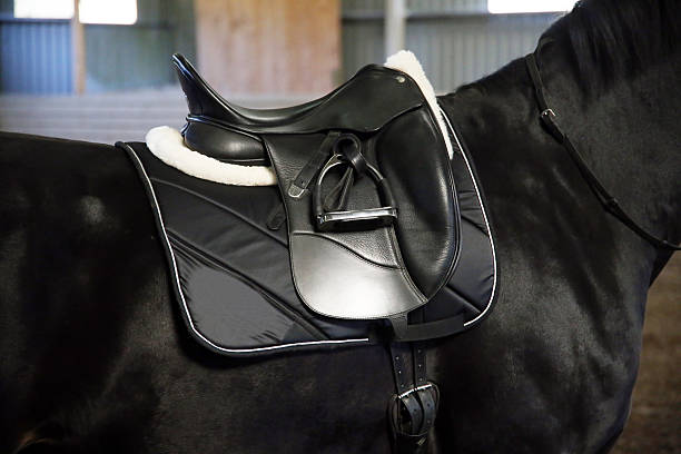 Back of saddled purebred black stallion with stirrups