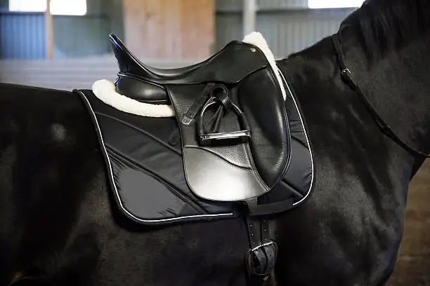 Photo of Back of saddled purebred black stallion with stirrups