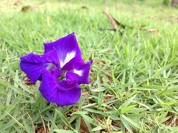 Butterfly pea - Clitoria ternate L Butterfly pea - Clitoria ternate L on grasses ternate stock pictures, royalty-free photos & images