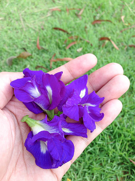 Butterfly pea - Clitoria ternate L Butterfly pea - Clitoria ternate L on hand ternate stock pictures, royalty-free photos & images