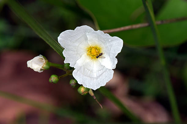 SAO PAUL0, SP, BRAZIL -  OCTOBER 11, 2015 - Echinodorus grandiflorus, plant of the Alismataceae family originating in America