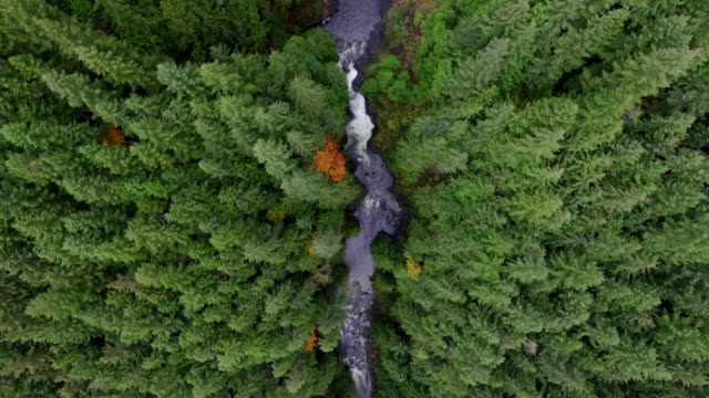 Aerial Above Waterfalls and River Rapids Deep Forested Landscape