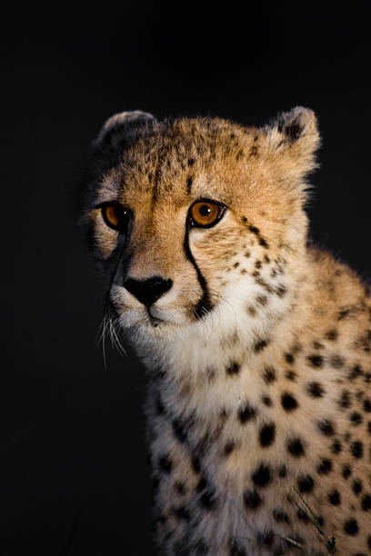 gepard портрет - laurasiatheria стоковые фото и изображения