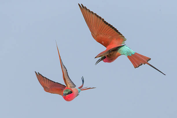 istock Carmine Bee Eaters are fighting in flight 618940528