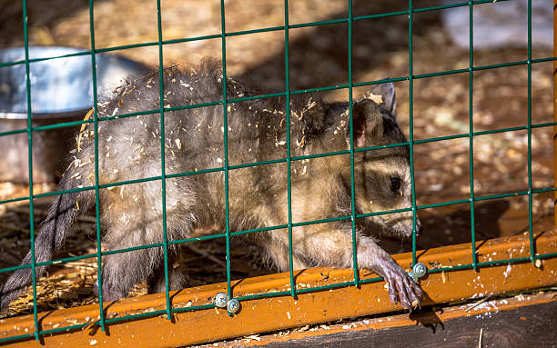istock Sad baby raccoon in a cell under direct sun light 618940860