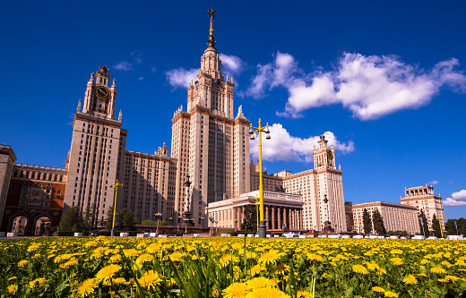 Wide angle view of sunny yellow dandelions near Moscow university in spring