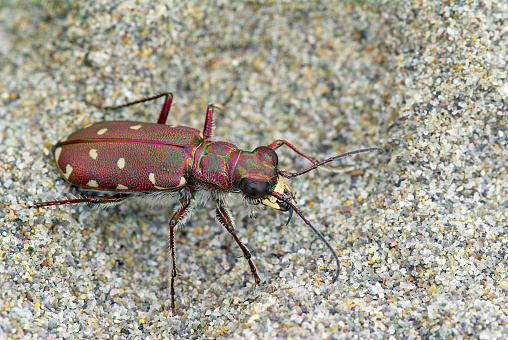 Calomera littoralis nemoralis - a tiger beetle living on sandy areas